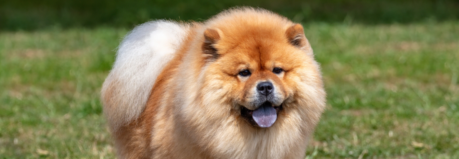Le Chow Chow