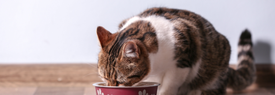 Nourrir son chat : une alimentation adaptée à chaque âge