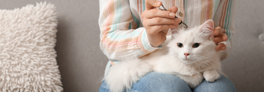 Puces et tiques chez le chat : reconnaître & prévenir