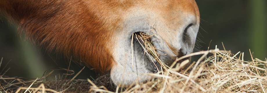 Quelle quantité d'aliment donner à son cheval ?
