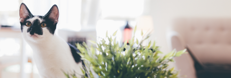 Comment divertir un chat en appartement ?