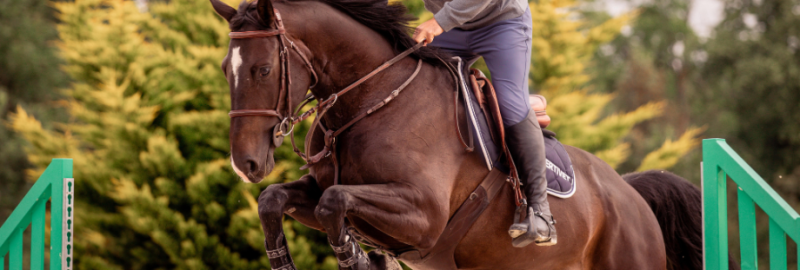 Tout savoir sur les articulations du cheval