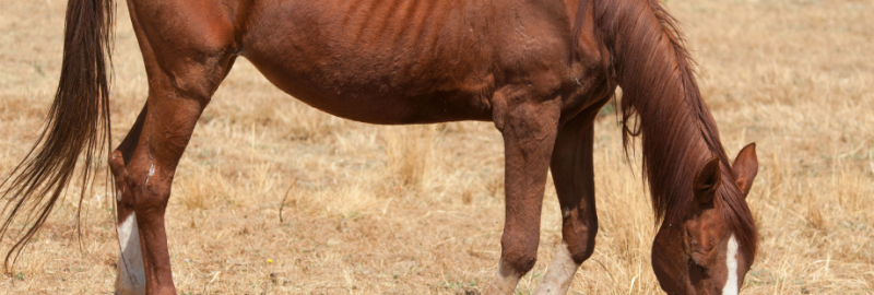 Cheval maigre : causes, conséquences et solutions