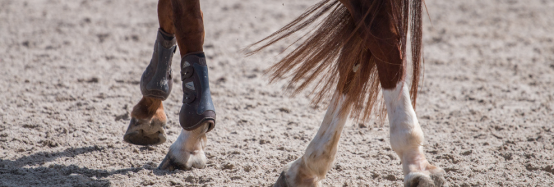Le syndrome naviculaire chez le cheval : définition, diagnostic et prise en charge
