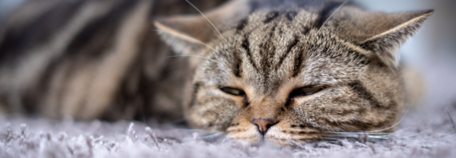 La diarrhée chez le chat : comprendre, prévenir et soigner