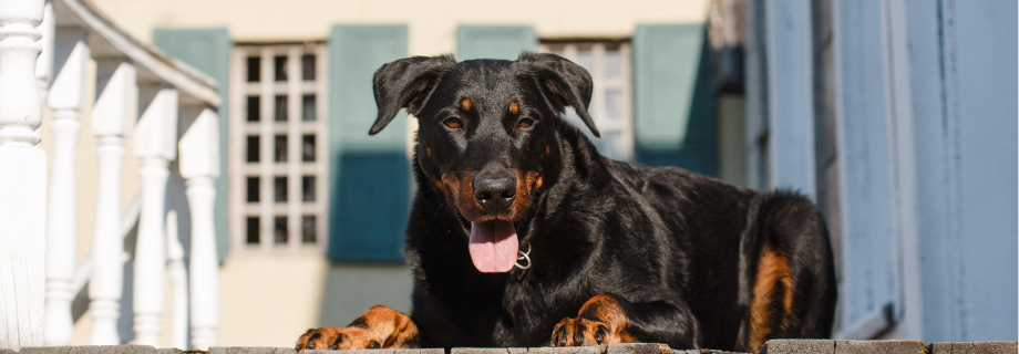 Le Beauceron