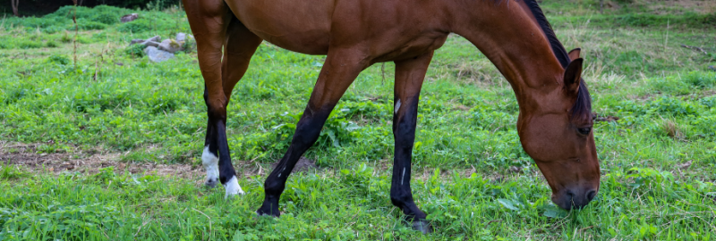 Les plantes toxiques pour le cheval : les connaitre pour éviter le danger
