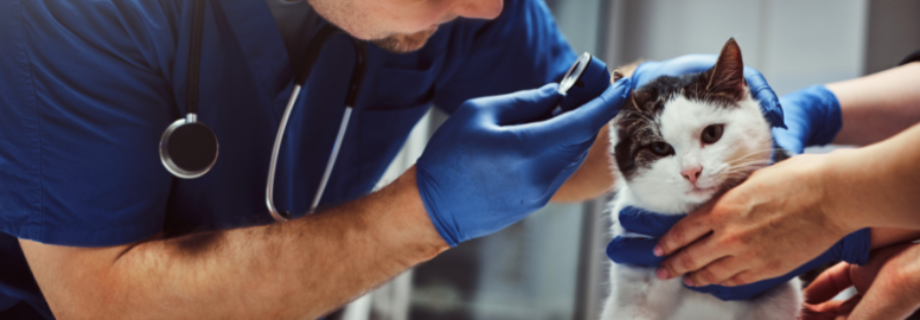 Otite chez le chat : comment la détecter et la soigner ?