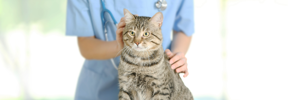 Stérilisation chez le chat : guide complet