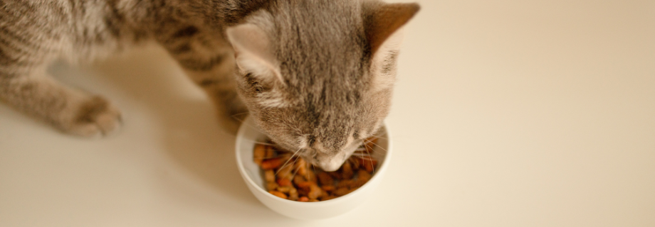 Quelle quantité de croquettes donner à mon chat ?