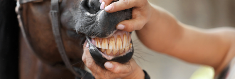 Contrôler la dentition de son cheval