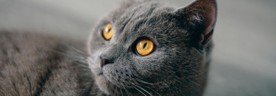Le British Shorthair