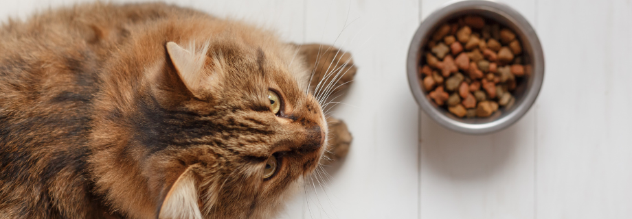 Comment nourrir un chat diabétique ?