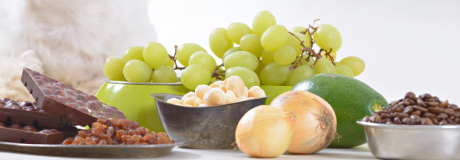 Quels sont les aliments toxiques pour les chats ?