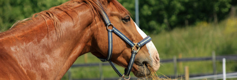 Alimenter un cheval de course : les points clés
