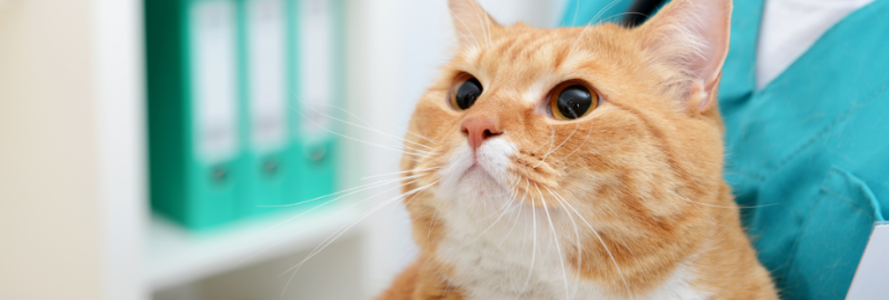 Le sida du chat : tout ce qu’il faut savoir pour protéger votre compagnon