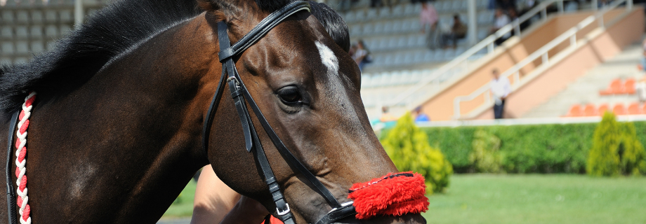 Le dopage chez les chevaux : ce qu’il faut retenir