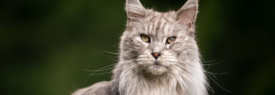 Le Maine Coon