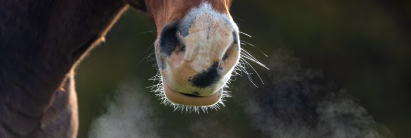 Asthme équin : origines, diagnostic et prise en charge