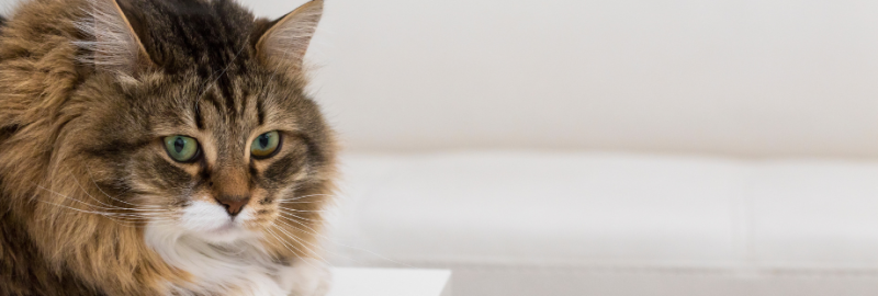 Chat stressé : symptômes, causes et solutions