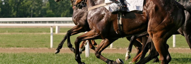 Le coup de sang chez le cheval : définition, causes, symptômes et prise en charge