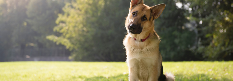 Le syndrome vestibulaire chez le chien : quelques notions importantes pour mieux le comprendre