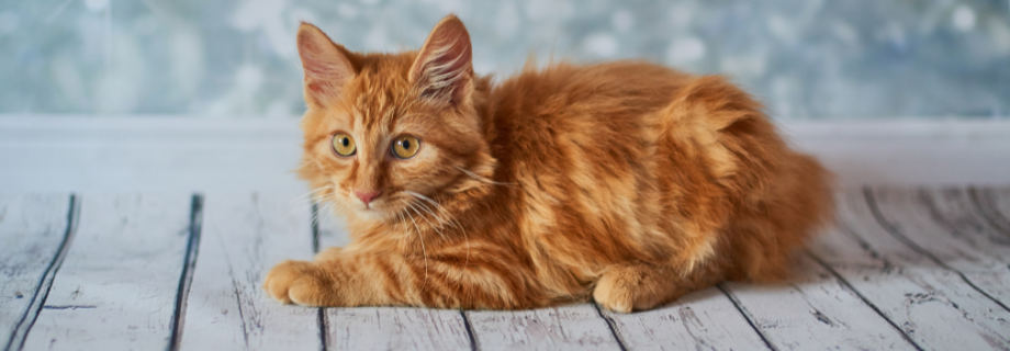 Le Bobtail américain