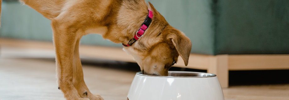 Vitamines et compléments : comprendre les besoins de votre chien