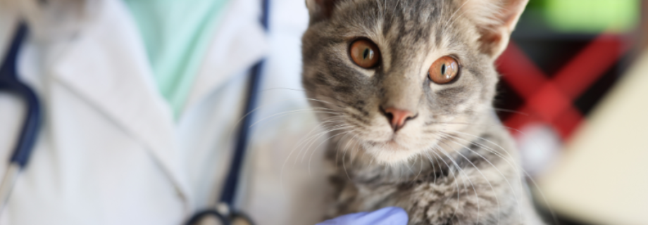 Le coryza chez le chat : guide complet pour comprendre et prévenir cette maladie