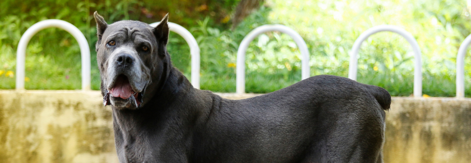 Le Cane Corso