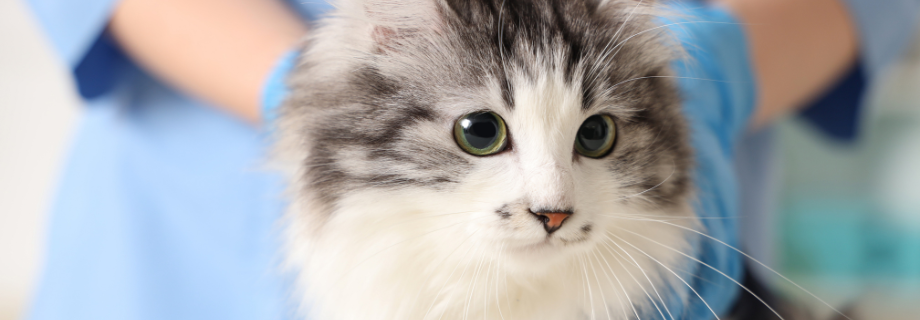 Tout ce que vous devez savoir sur les calculs urinaires chez les chats