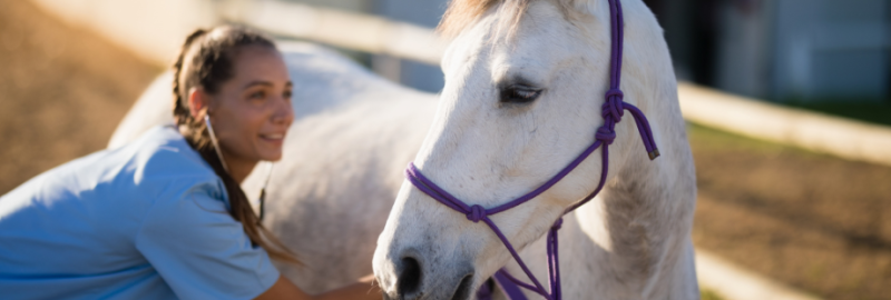 Diarrhée chez le cheval adulte : définition, origine, examens complémentaires et prise en charge