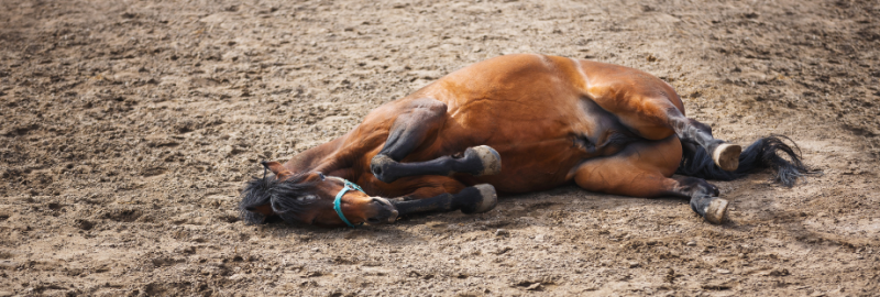 Comment limiter le risque de coliques chez le cheval ?