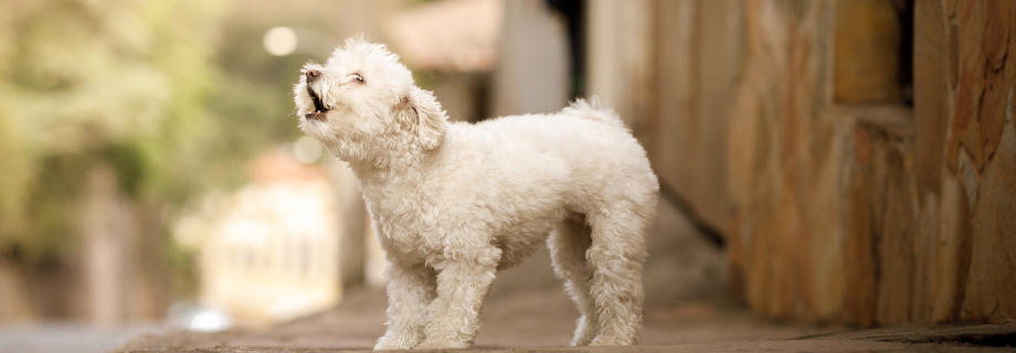 Pourquoi mon chien aboie-t-il ?