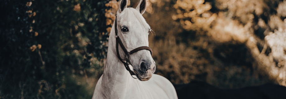 Comment contrôler l’état de santé de son cheval ?