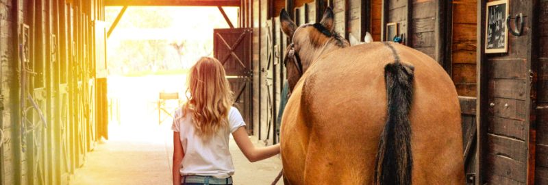 Propriétaire de cheval : vos obligations légales