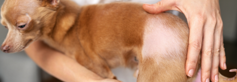 La pelade chez le chien : comprendre l’alopécie canine en profondeur