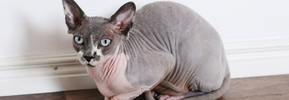 Le Sphynx