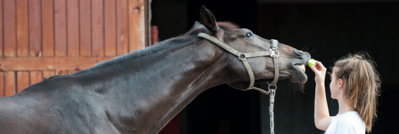 Friandises pour chevaux : leur faire plaisir sans effets secondaires