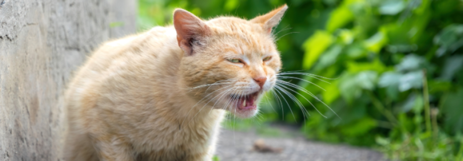 La parvovirose féline : comprendre, reconnaître et prévenir cette maladie grave chez le chat