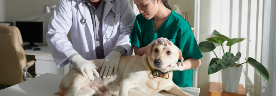 La pancréatite chez le chien : causes, signes cliniques et traitement