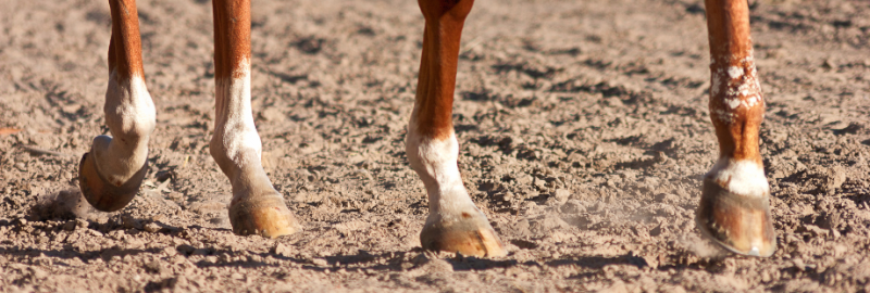 Intérêt de la complémentation en biotine chez le cheval