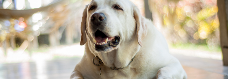 Comment faire maigrir un chien obèse ?