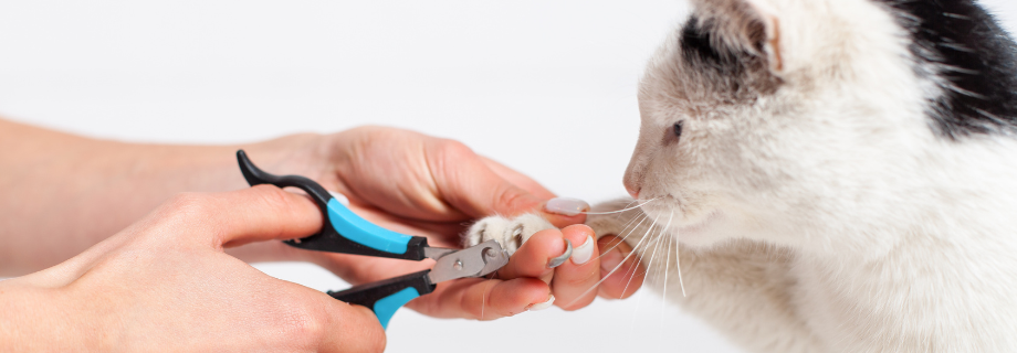 Comment couper les griffes de son chat ?