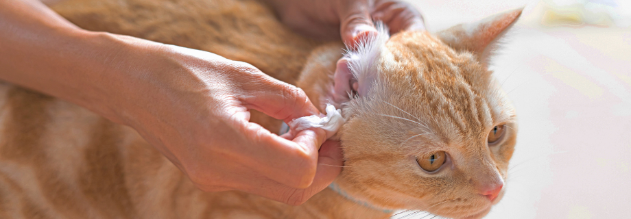 Comment nettoyer les oreilles d’un chat : notre guide