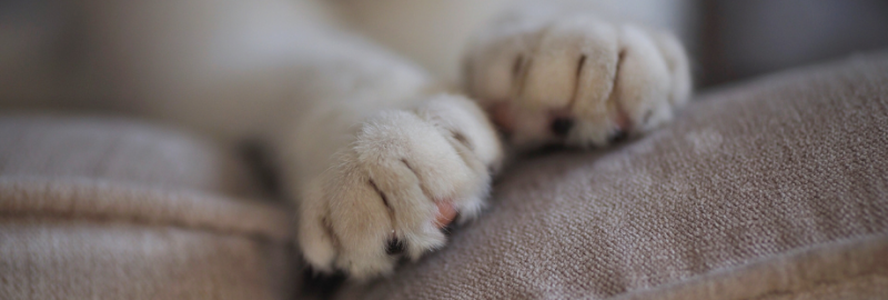Pourquoi mon chat pétrit avec ses pattes ?