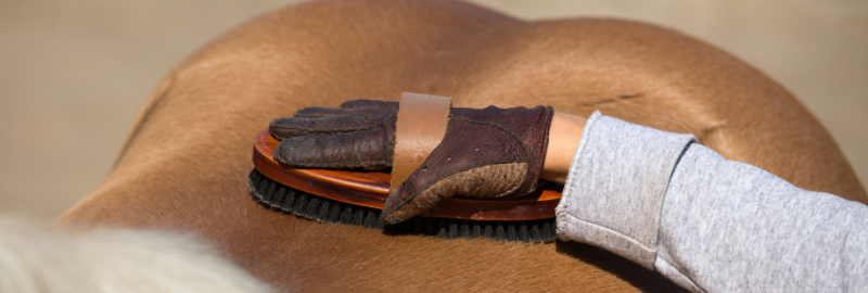 Le pansage chez le cheval : késako ?