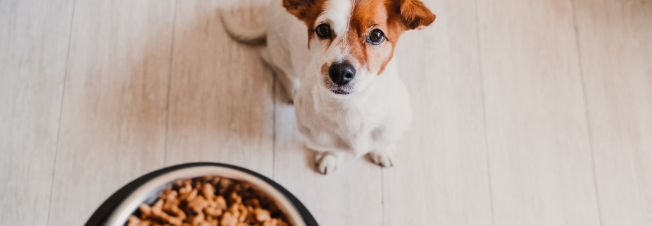 Comment gérer l’alimentation de son chien senior ?