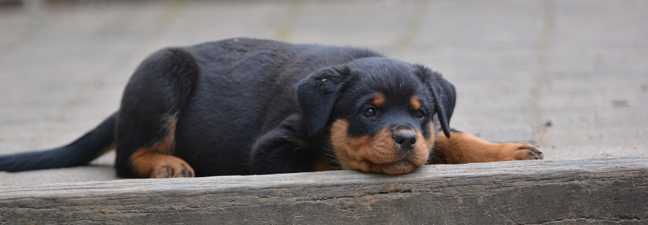 Le Rottweiler