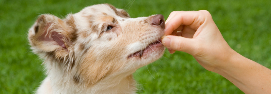 Comment choisir des friandises pour chiot ?